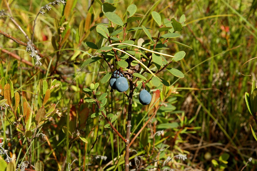 Bilberries / Голубика