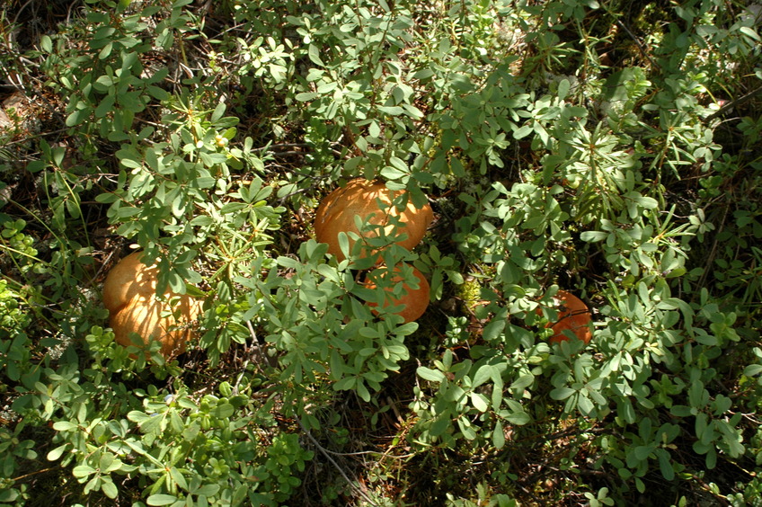 spen red mushrooms / Подосиновики