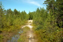 #10: Forest dirt road to CP / Лесная дорога на Пересечение