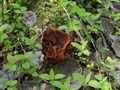 #9: Mushroom