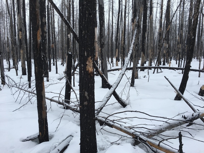 Burnt forest / Горелый лес