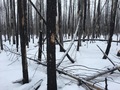#10: Burnt forest / Горелый лес