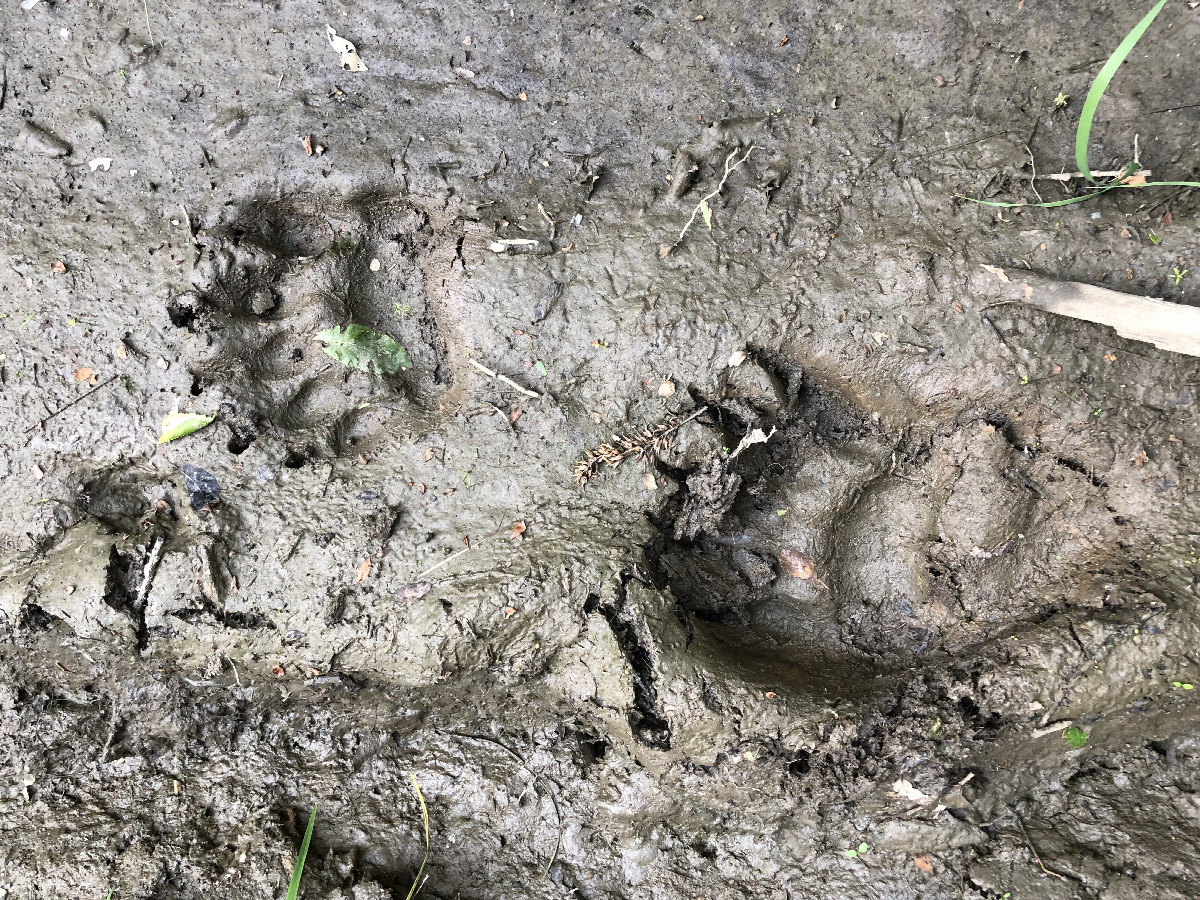 Bear Tracks