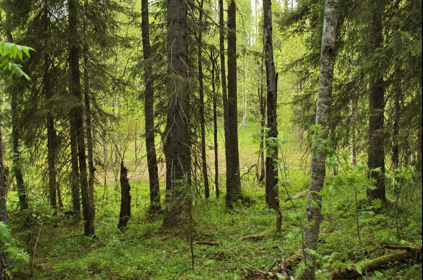 View to the glade from the confluence spot/Вид на полянку с точного места