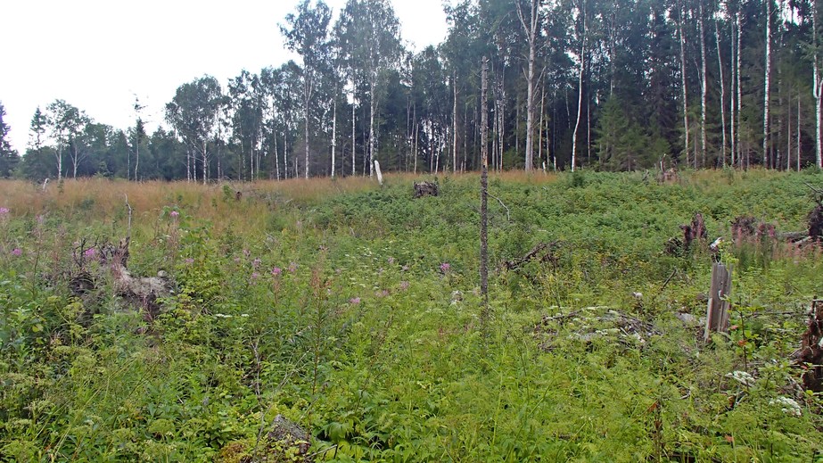 Raspberry bushes on clearing / Малинник на вырубке