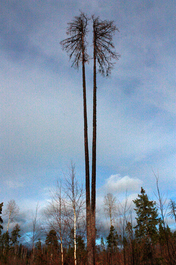 "Cracked" pine / «Расщепленная» сосна