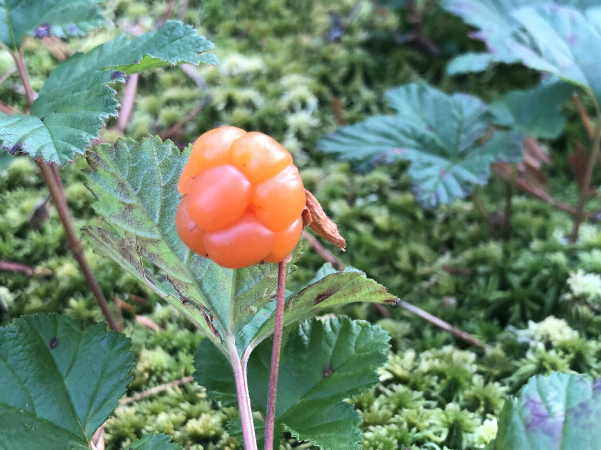 Cloudberry