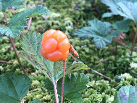 #10: Cloudberry