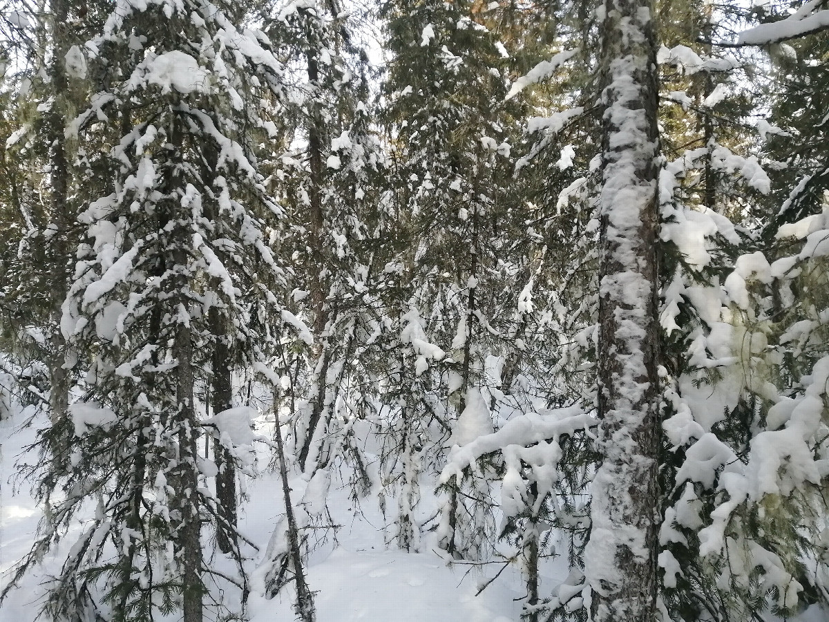 North view
