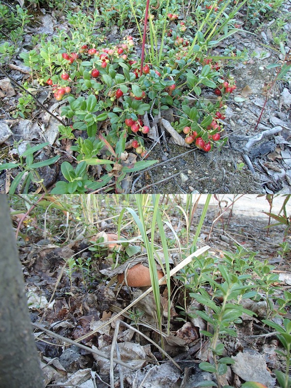 The gifts of Karelian forest / Дары карельского леса