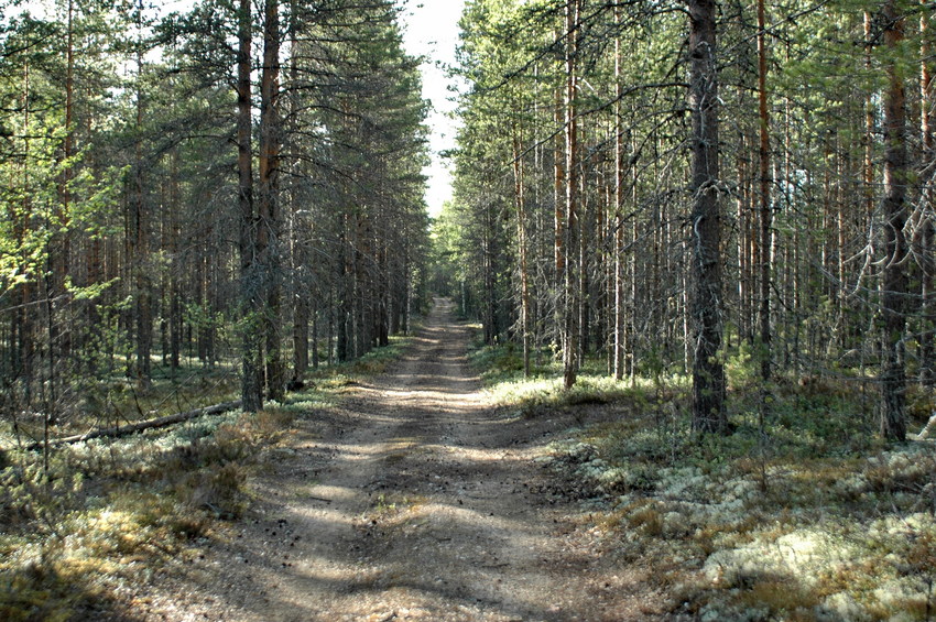 Road in pinery/Дорога в сосновом бору