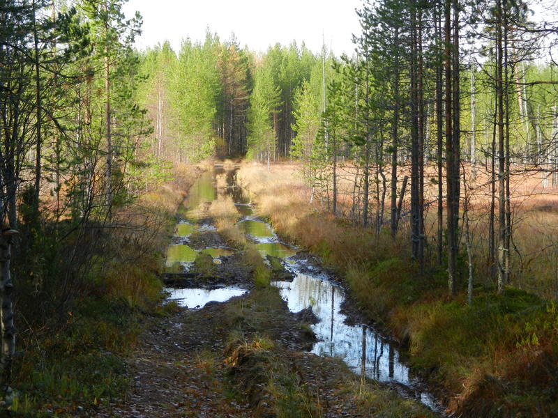 Дорога по болоту / Way over swamp