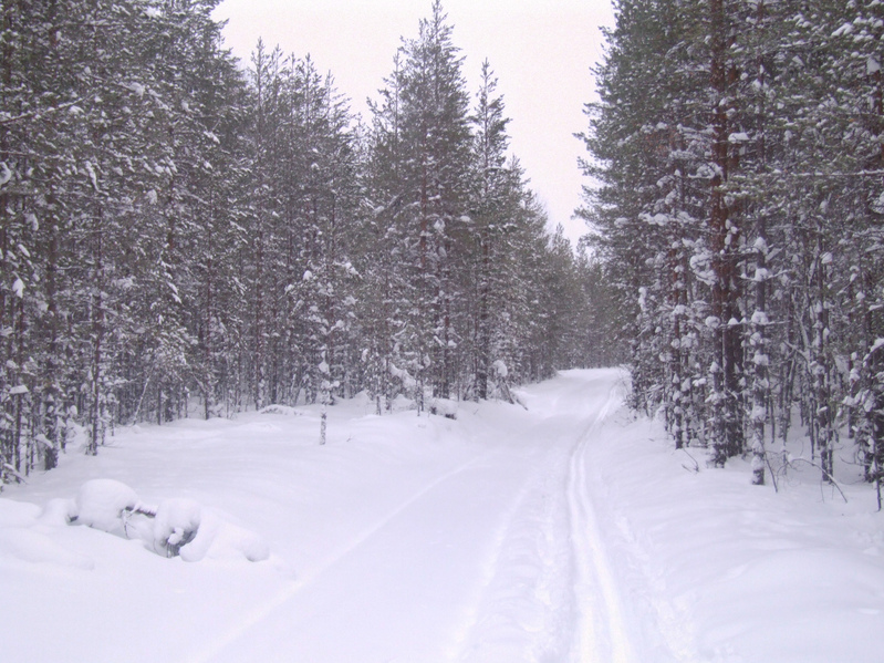 Лесная дорога / Forest road