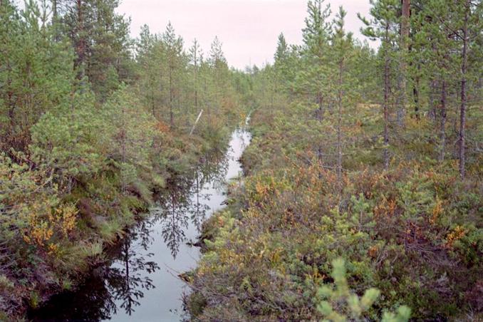 Дренажная канава недалеко от точки / Drainage ditch near the CP