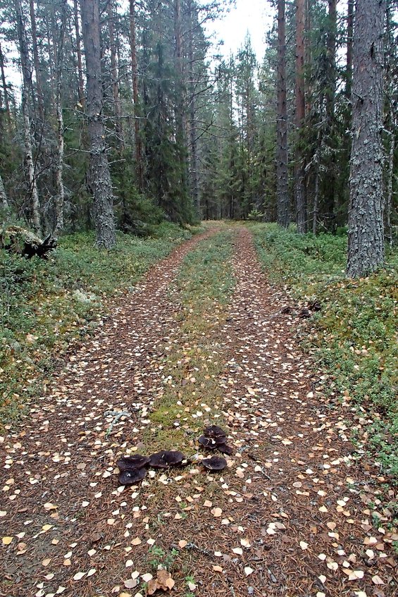 Road to the lake / Дорога к озеру