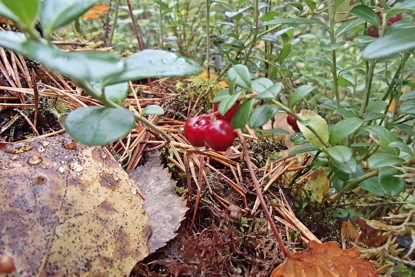 The cowberry / Брусника