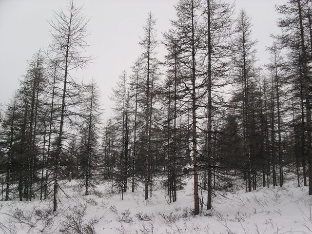 Looking north from the confluence