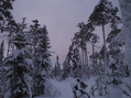 #7: Карельская тайга / Karelian taiga.JPG