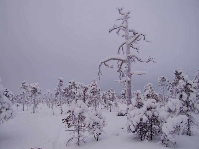 Сухая сосна на болоте / Dead pine at the swamp 