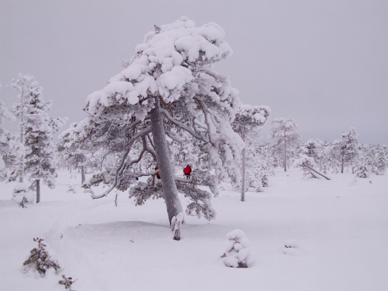 Северные сосны / Northern pines