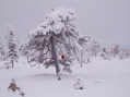 #7: Северные сосны / Northern pines