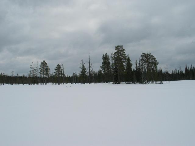 Bog in the winter