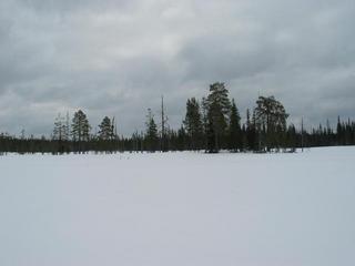 #1: Bog in the winter