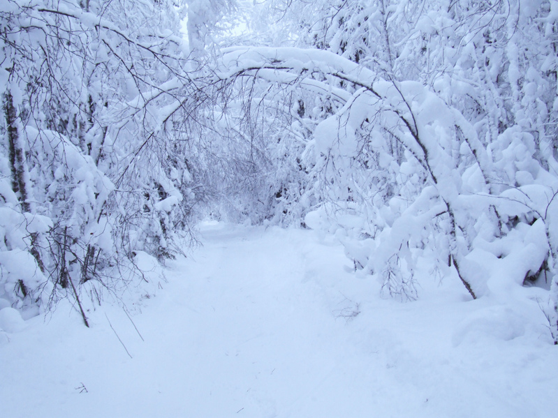 Дорога в зимнем лесу / Winter forest way