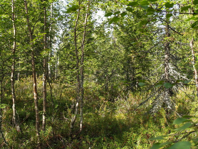 Confluence point - view to north