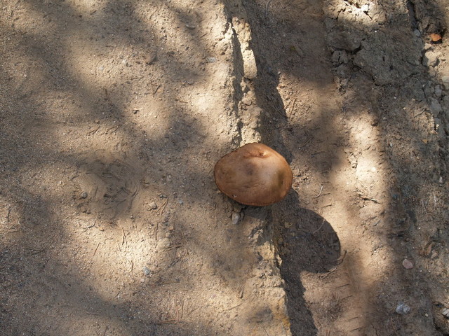 Mushroom in the middle of the road - close up view