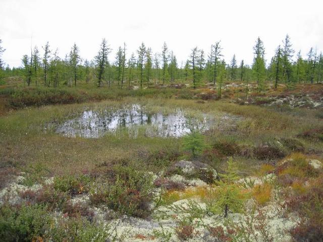 Местный пейзаж -- Local landscape