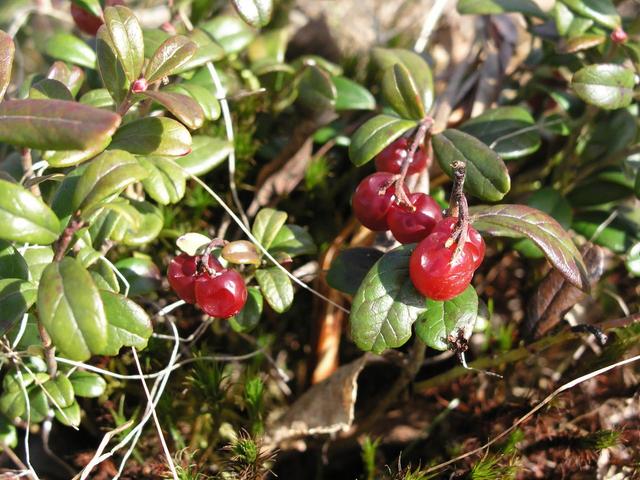 Cowberry