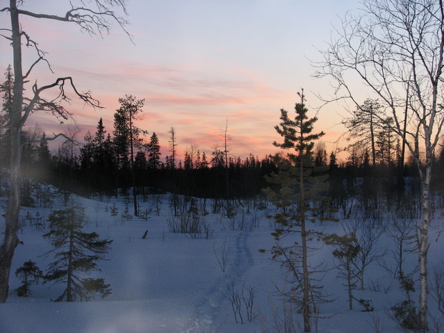 Sunset in the spring forest