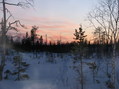 #9: Sunset in the spring forest