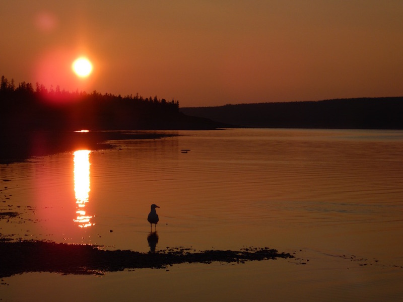 Möwe in der Abendsonne / Seagull in the evening sun