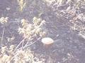#2: Mushrooms