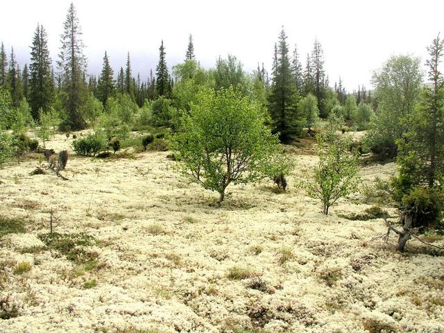 Birch on the "snow"