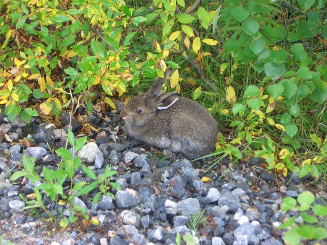 The hare at the road side