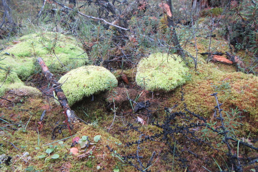 Forest floor