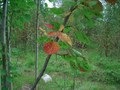 #9: Autumn colours