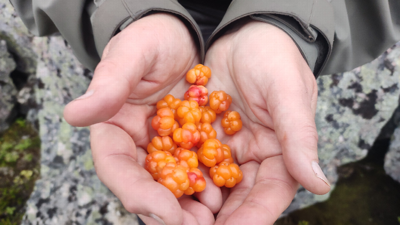 Cloudberries