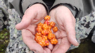 #7: Cloudberries