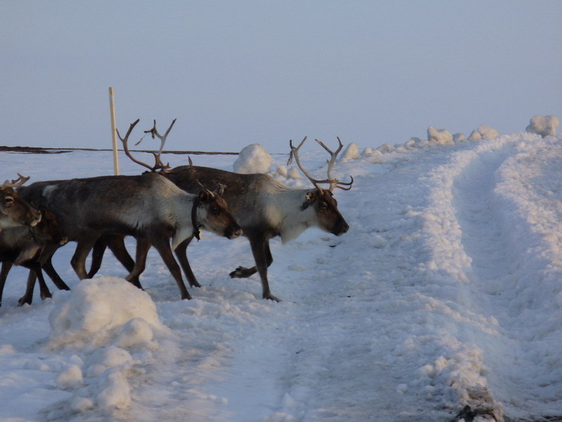 But deer are better!/Но олени лучше!