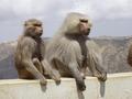 #9: Spectators