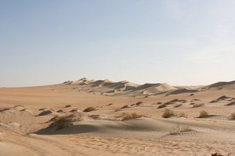 #1: Dune line seen from the Confluence - View northeast