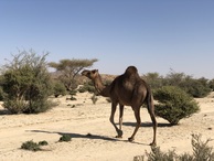 #9: Camel Nearby
