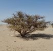 #8: Acacia