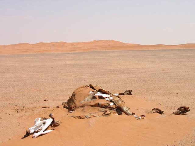 Dead Camel – Some do not make it.