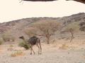#4: Camel – Somehow the camels eke out an existence in these barren lands.
