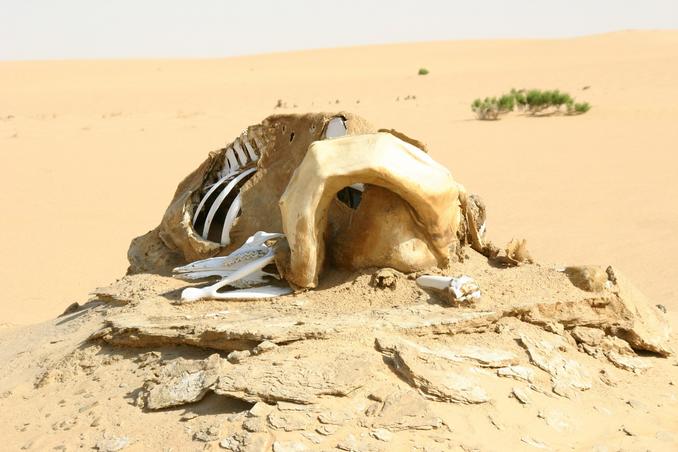 Dead camel